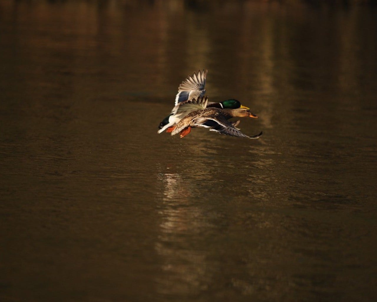 5 Tips for a successful duck shooting