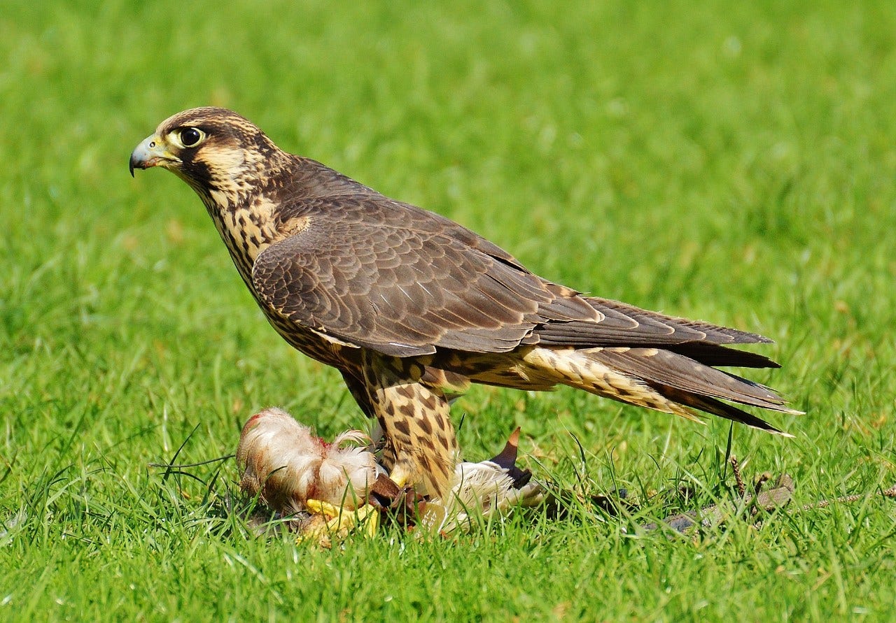 Falconry, or hunting with a bird of prey!