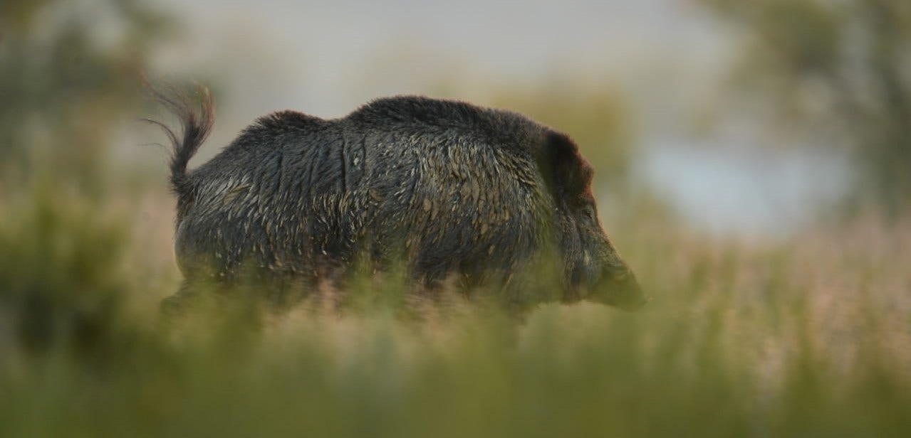 African swine fever [part 1 in a series on game diseases]