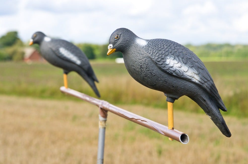 Let’s talk about decoys – Plastic Pigeons & Electronic rabbits