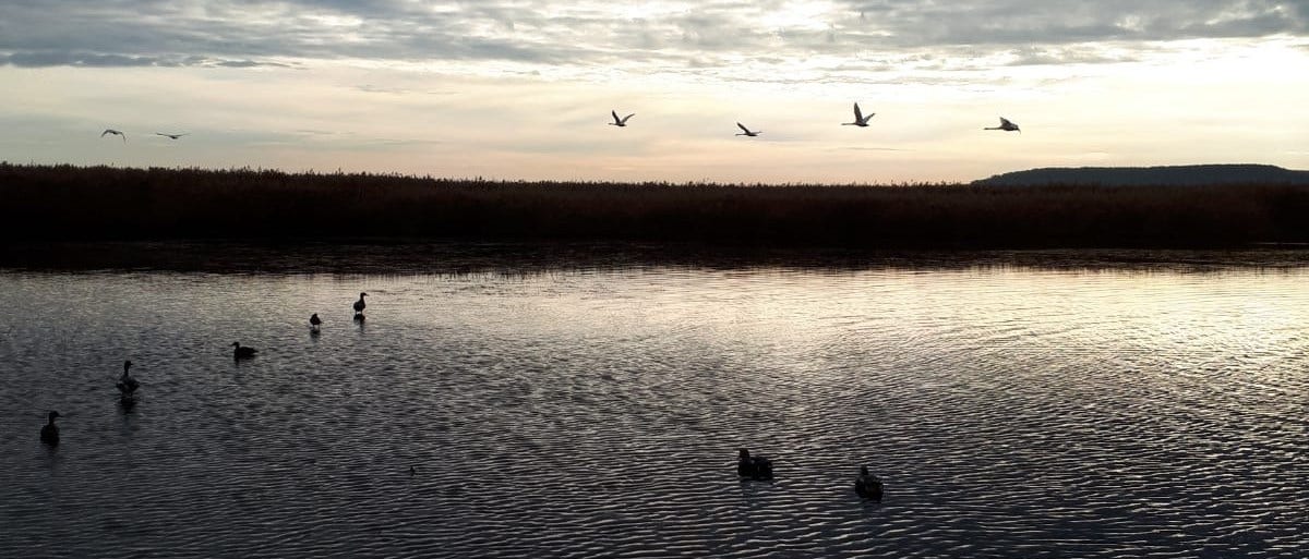 Beneath the hide hunter’s gaze, one October evening, I was out for a duck.