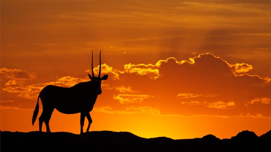 The Heart of Africa: Hunting for Conservation