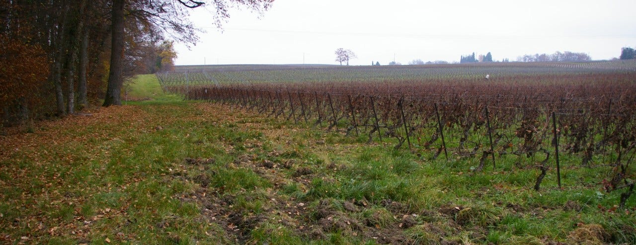 Geneva without hunt, interview with Manue Piachaud
