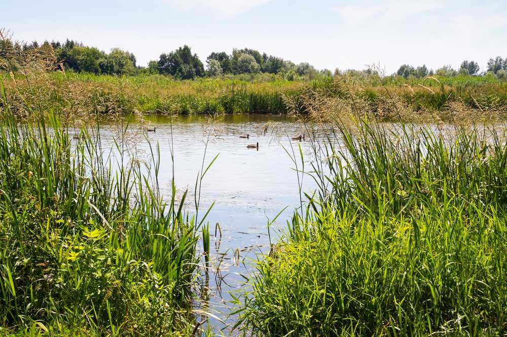 Hunting waterfowl with the A5