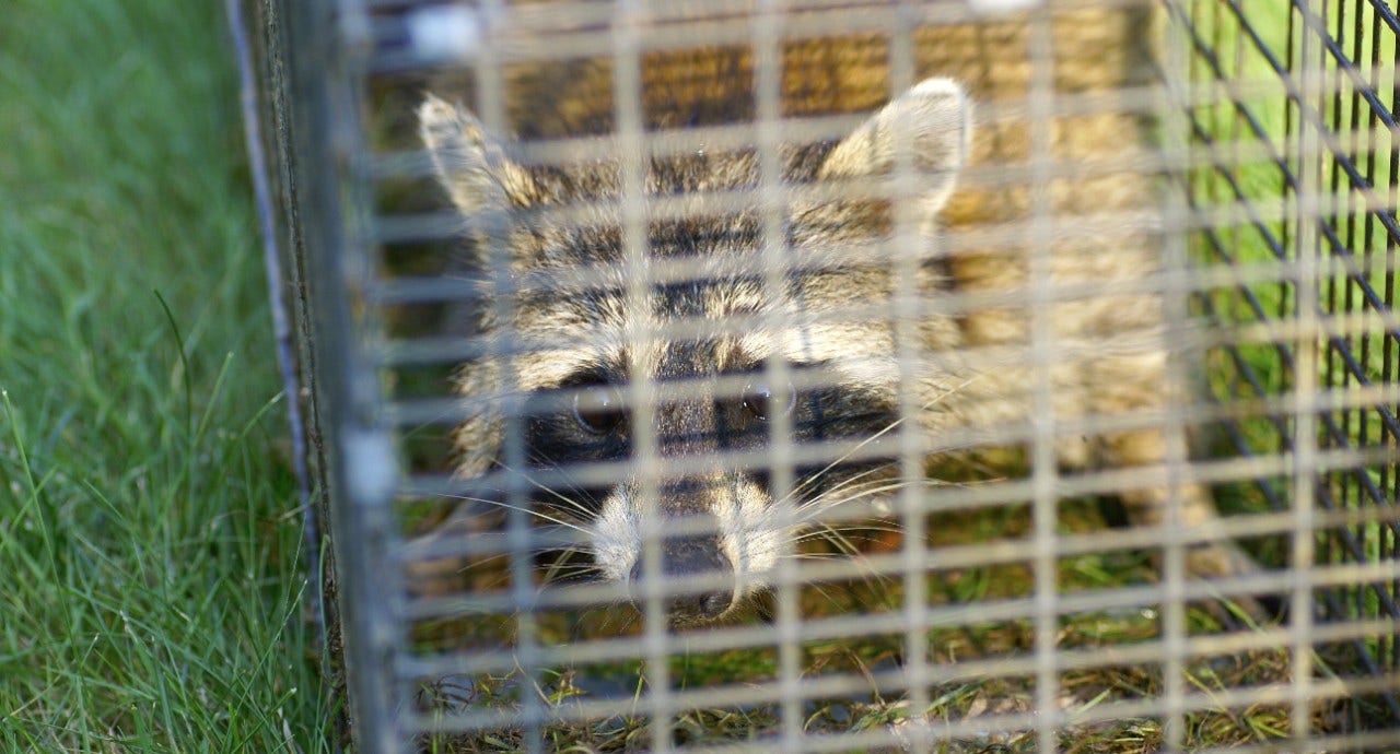 We say Vermin : overview of the pest control approach