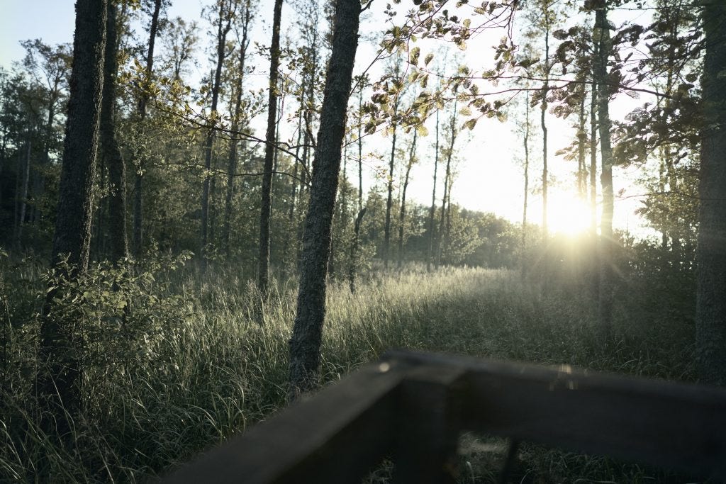 High-seat hunting: patience and discretion