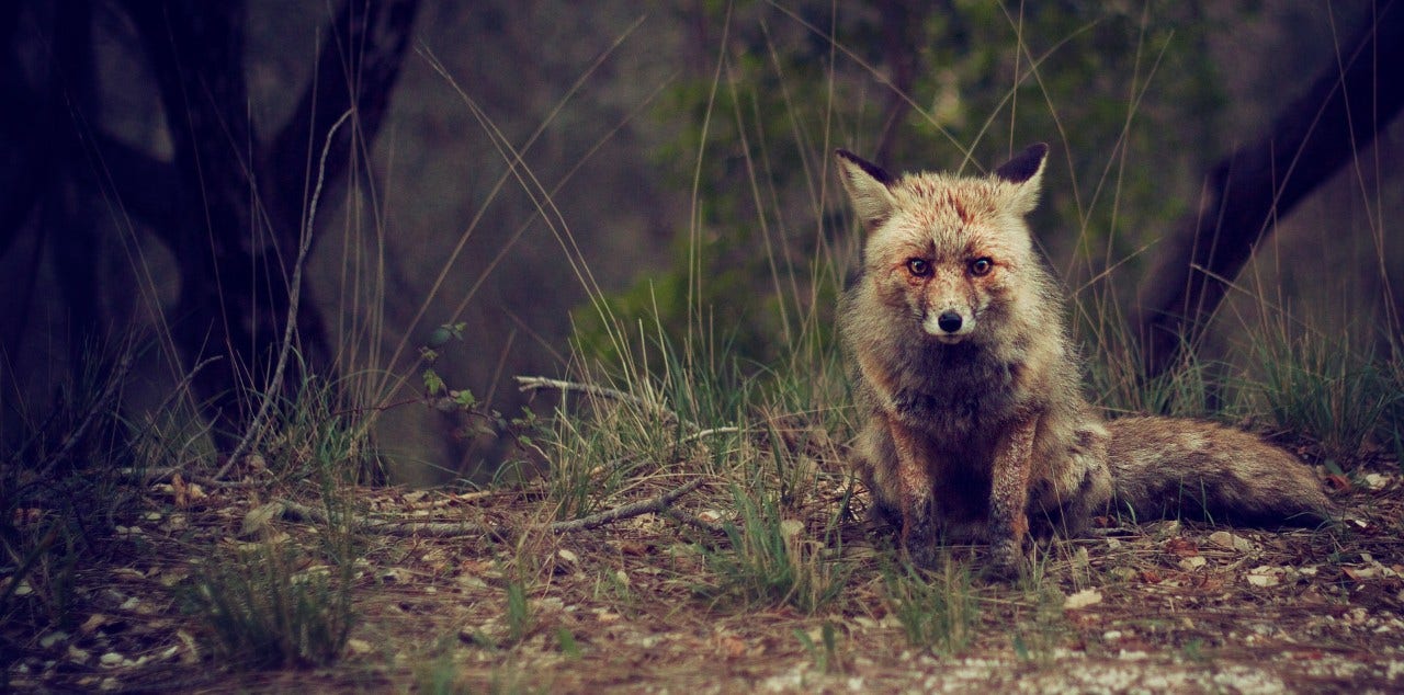 Pest management in the United Kingdom