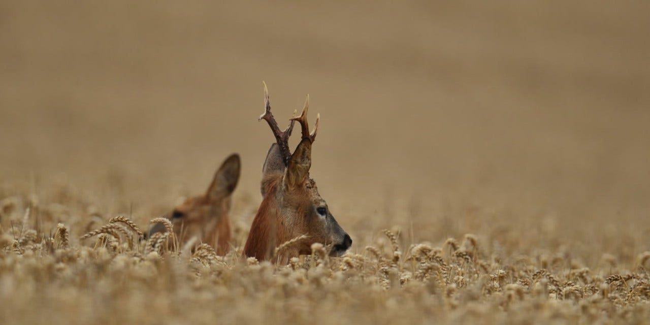 This hunt that will always be remembered!