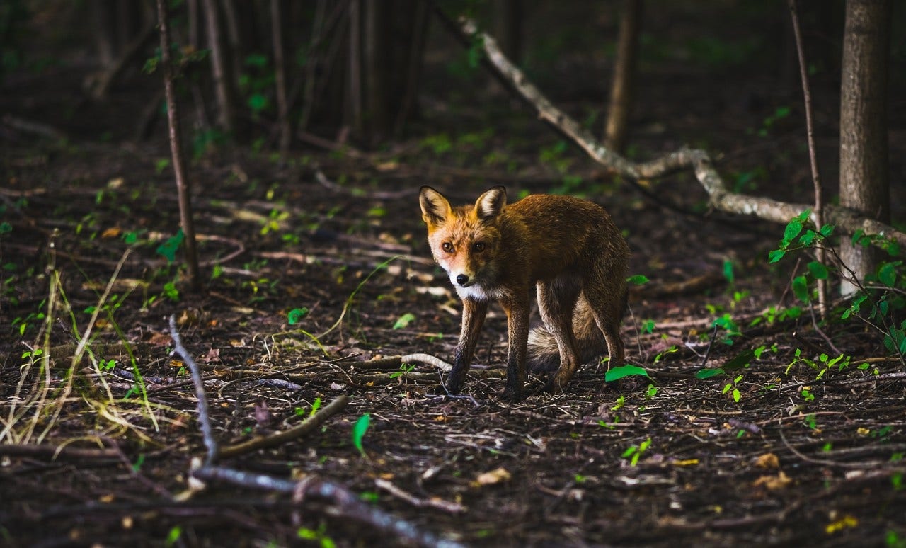 Foxing in the UK: work or sport ?