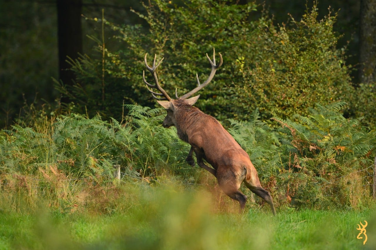 How to track an injured deer ?