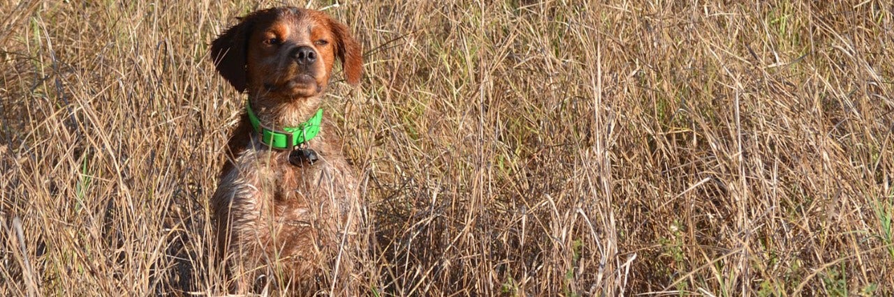 A few words on the Brittany spaniel