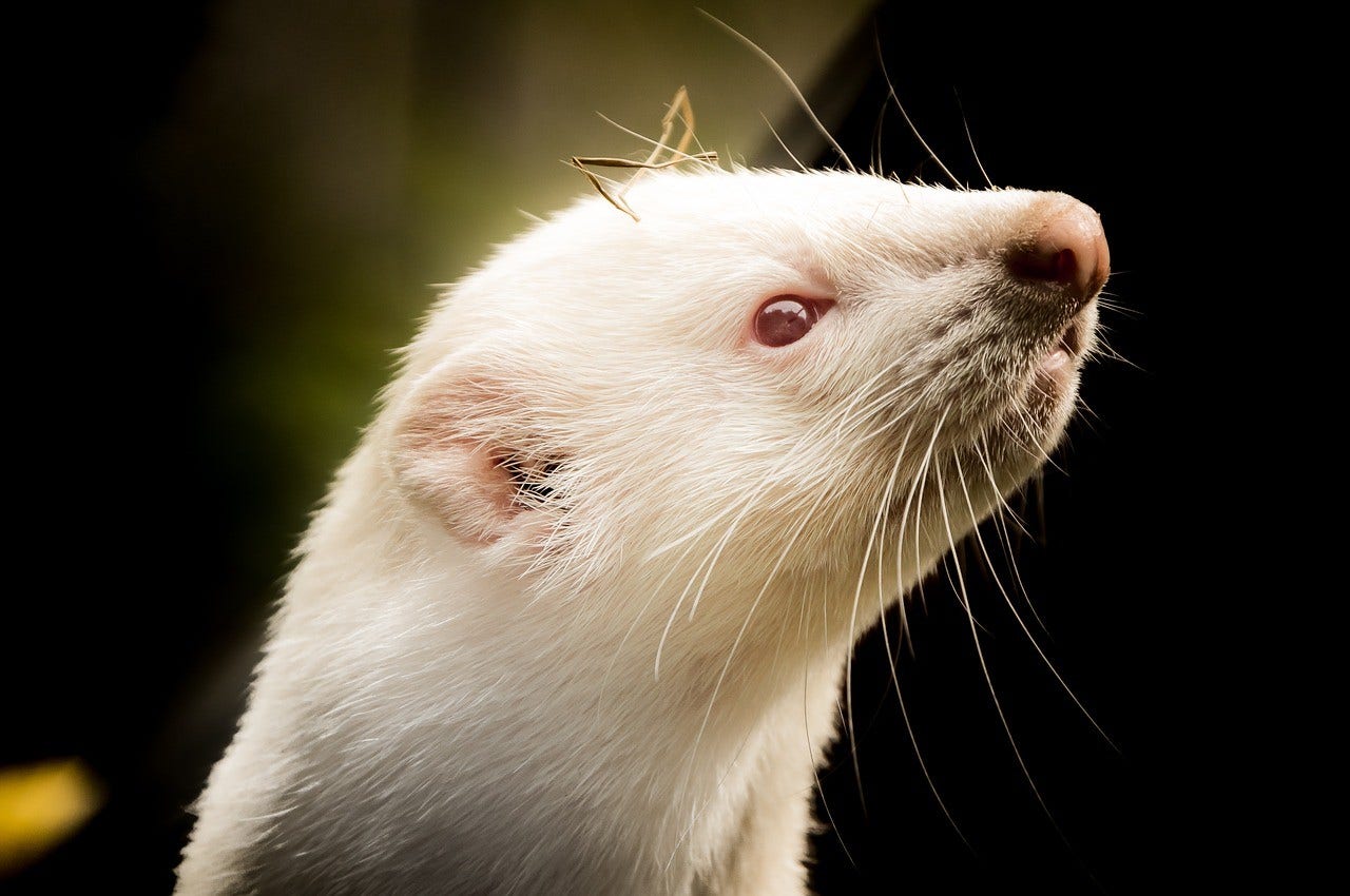 Ferreting, an ancient hunting technique
