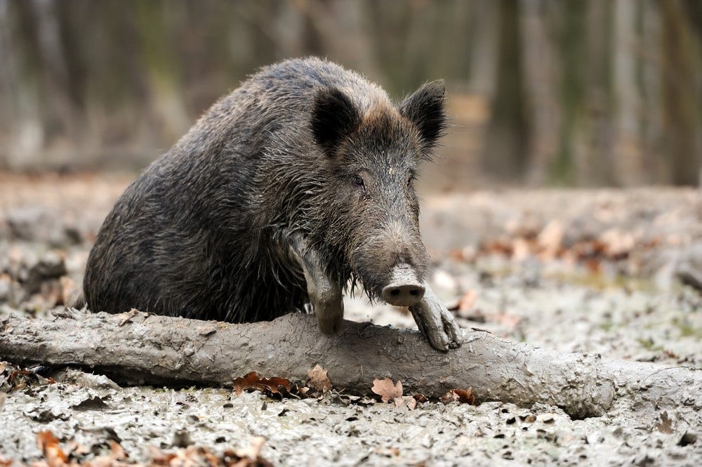 How to react to a charging boar?