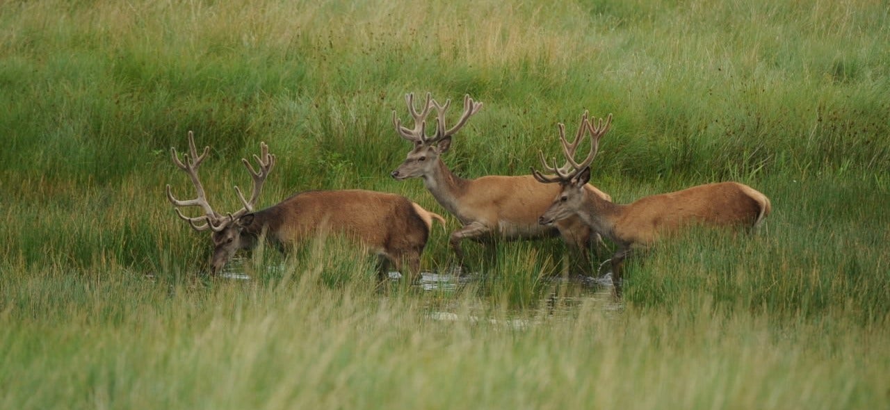 Deer social structure